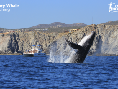 Whale Watching Tours