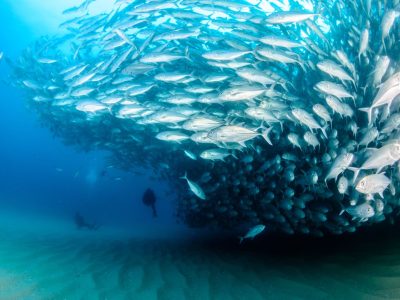 Scuba Diving