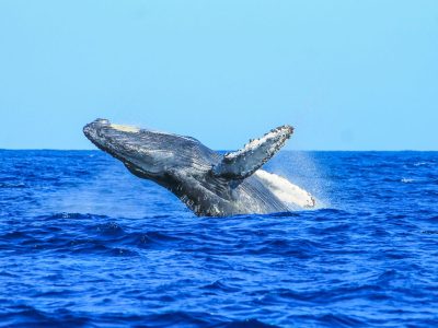 Whale Watching
